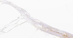 Avant Quartz 7030 Калакатта Шенонсо