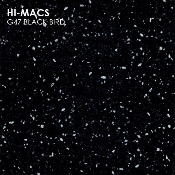 G047 Black Bird